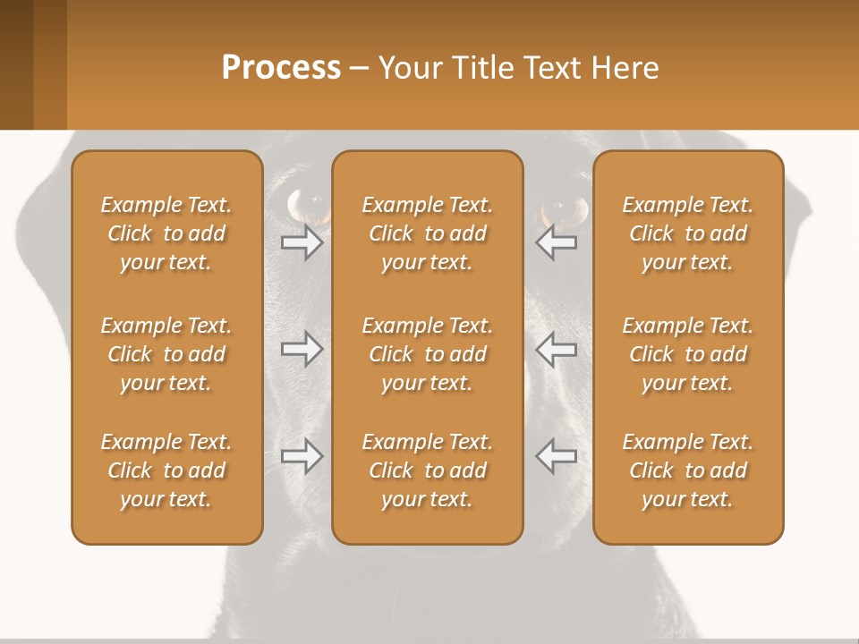 A Black Dog Is Looking At The Camera PowerPoint Template