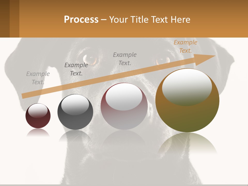 A Black Dog Is Looking At The Camera PowerPoint Template