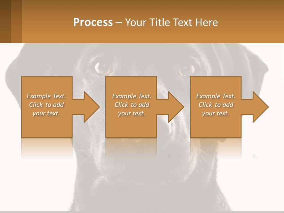 A Black Dog Is Looking At The Camera PowerPoint Template