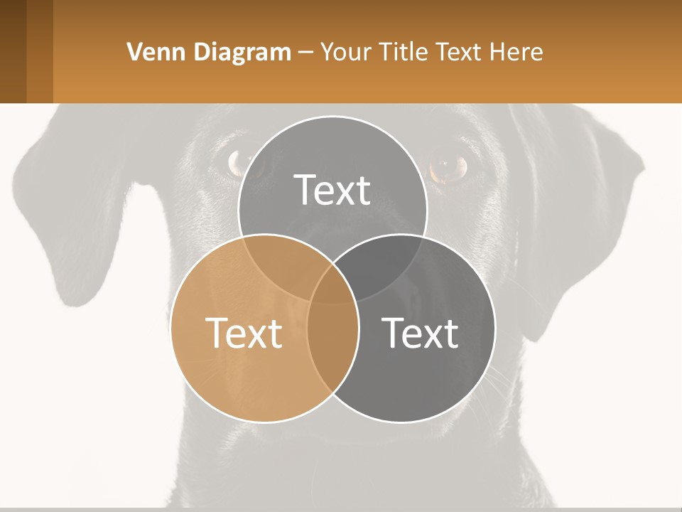 A Black Dog Is Looking At The Camera PowerPoint Template