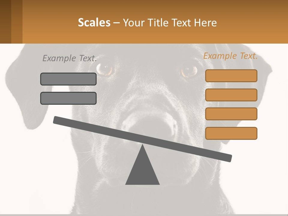 A Black Dog Is Looking At The Camera PowerPoint Template