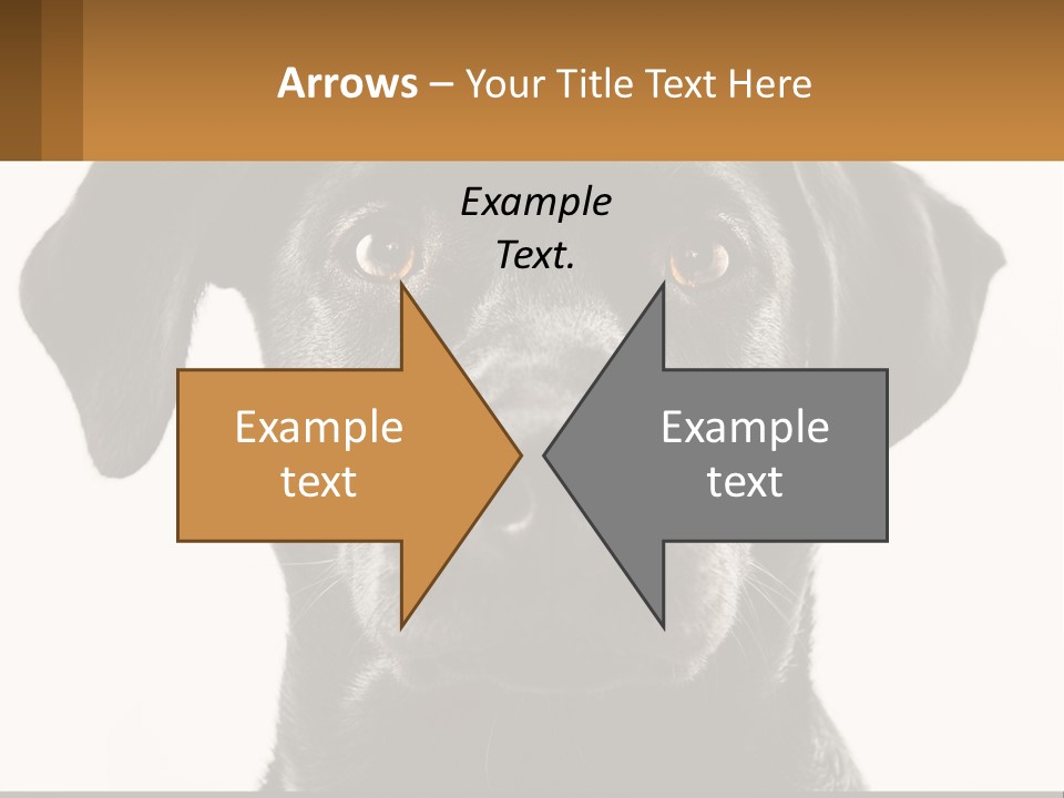 A Black Dog Is Looking At The Camera PowerPoint Template