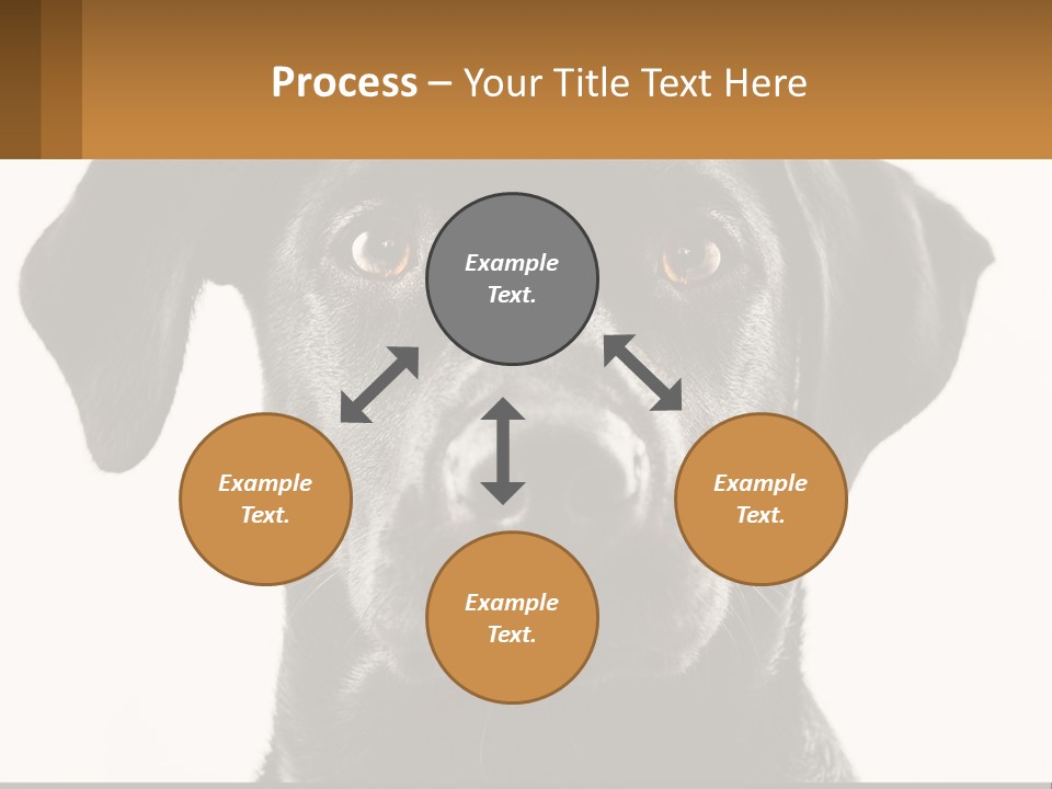A Black Dog Is Looking At The Camera PowerPoint Template