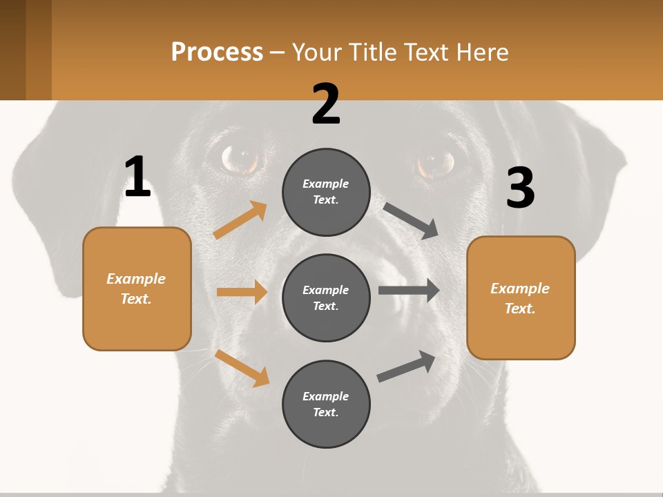 A Black Dog Is Looking At The Camera PowerPoint Template