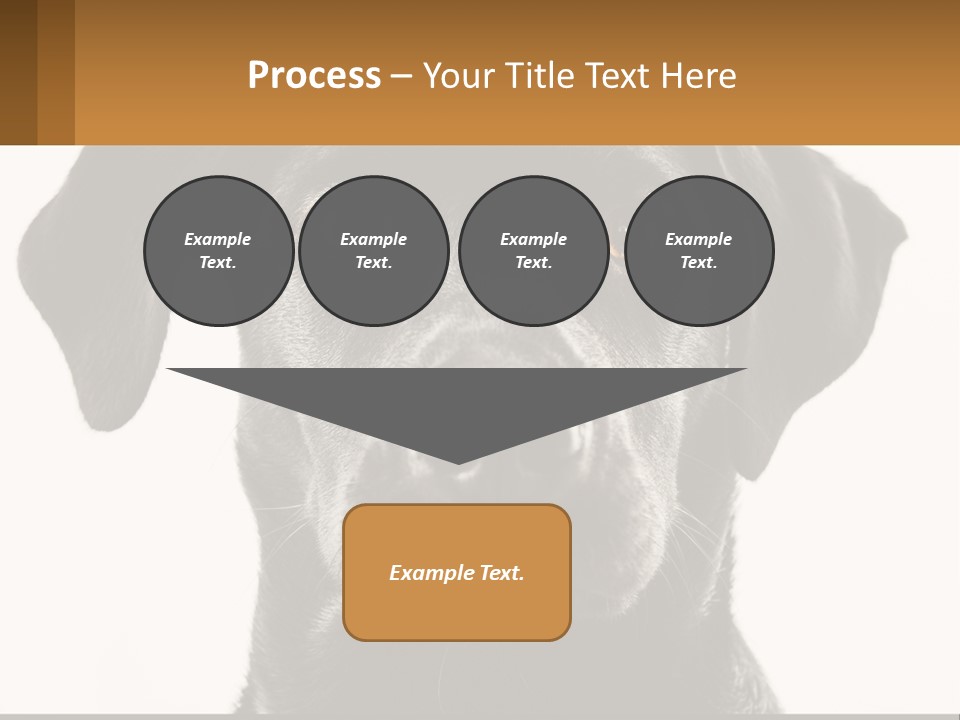 A Black Dog Is Looking At The Camera PowerPoint Template