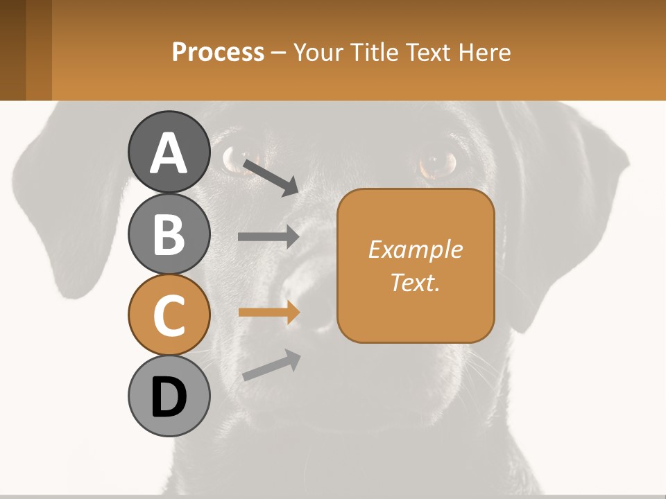 A Black Dog Is Looking At The Camera PowerPoint Template