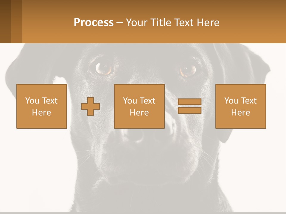 A Black Dog Is Looking At The Camera PowerPoint Template