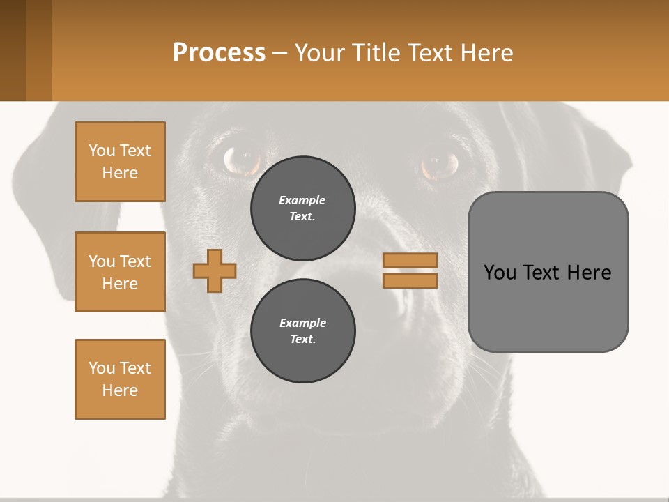 A Black Dog Is Looking At The Camera PowerPoint Template