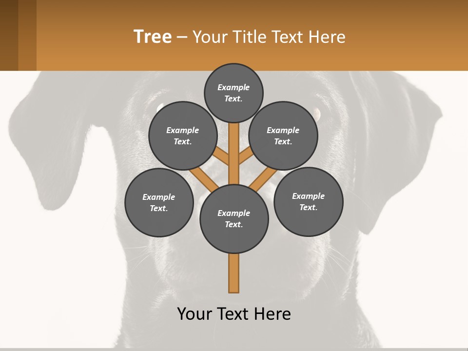 A Black Dog Is Looking At The Camera PowerPoint Template