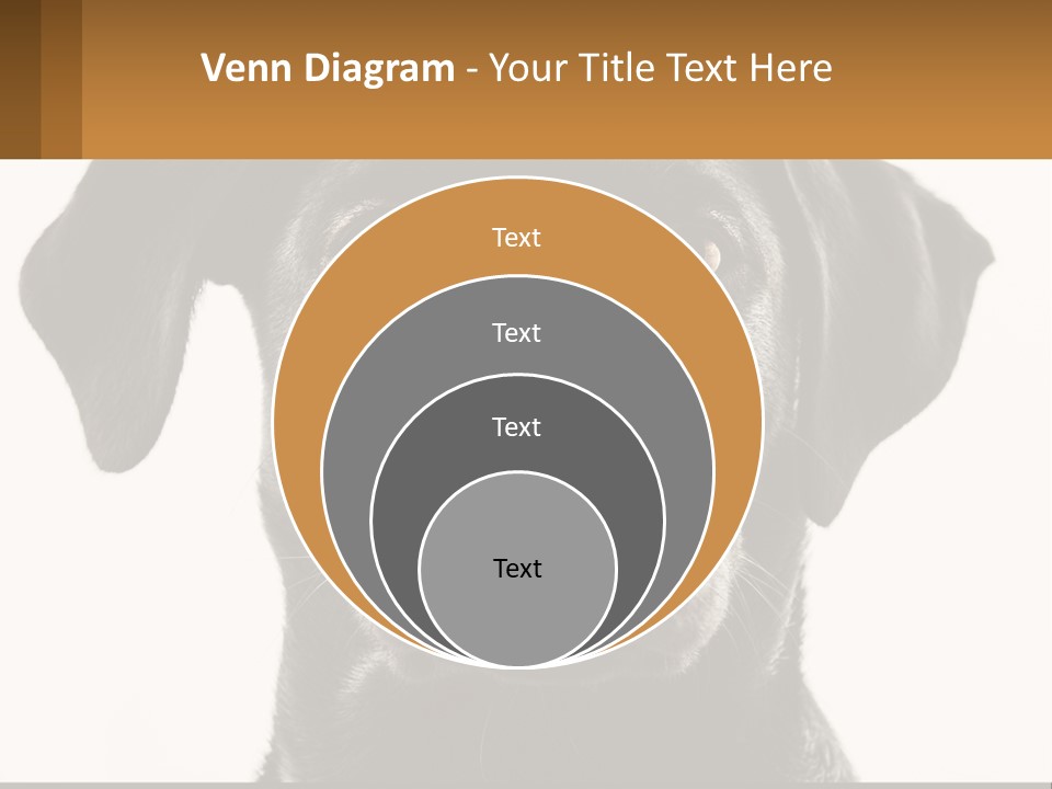 A Black Dog Is Looking At The Camera PowerPoint Template