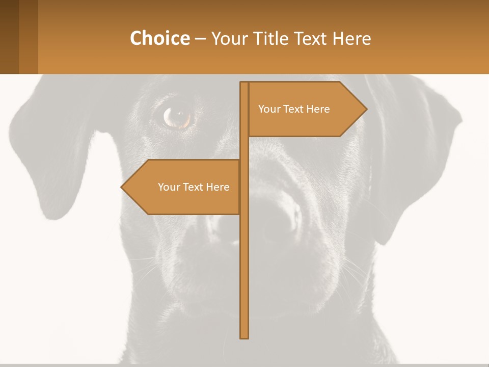 A Black Dog Is Looking At The Camera PowerPoint Template