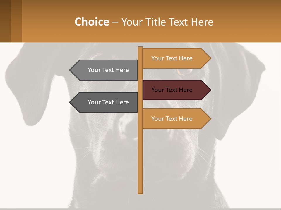 A Black Dog Is Looking At The Camera PowerPoint Template