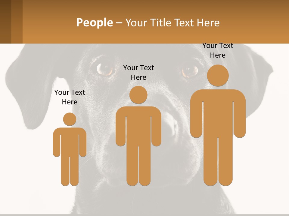 A Black Dog Is Looking At The Camera PowerPoint Template