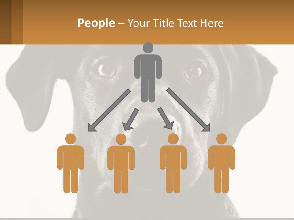 A Black Dog Is Looking At The Camera PowerPoint Template