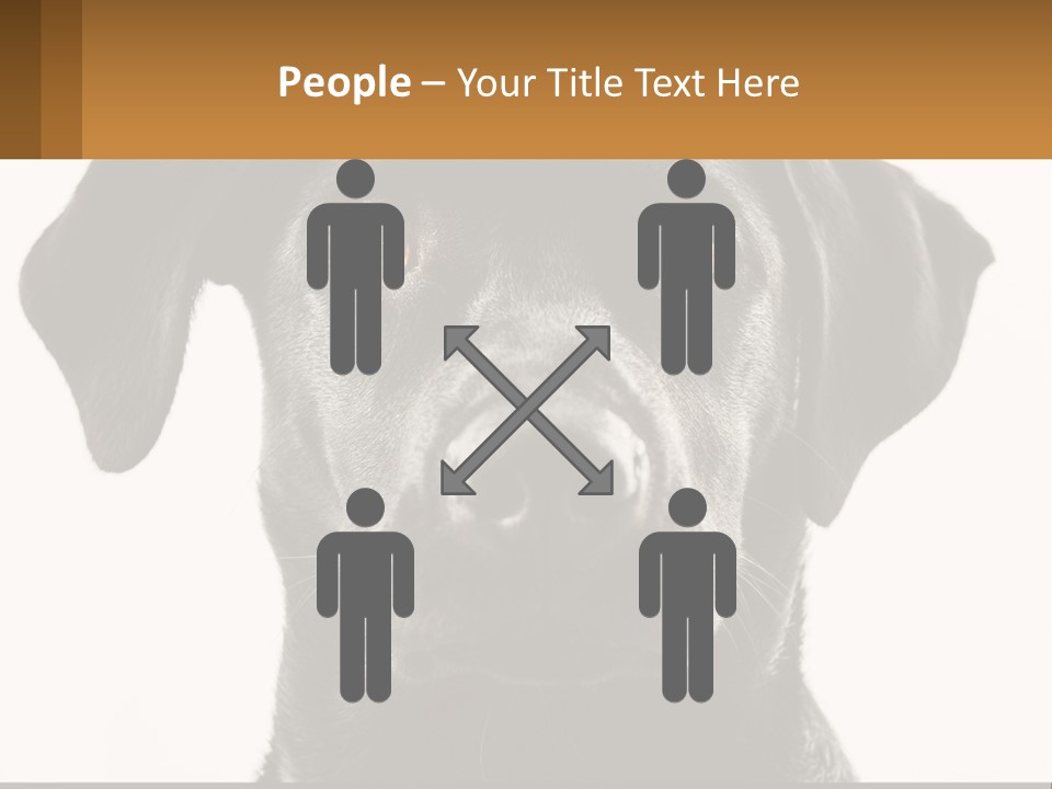 A Black Dog Is Looking At The Camera PowerPoint Template