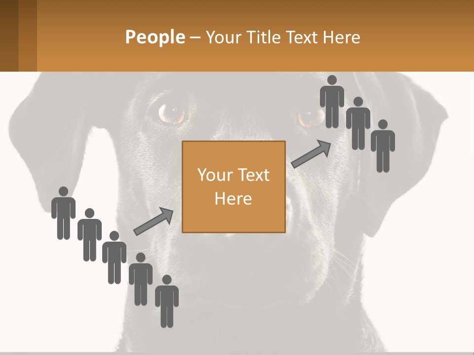 A Black Dog Is Looking At The Camera PowerPoint Template