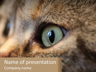 A Close Up Of A Cat's Green Eyes PowerPoint Template