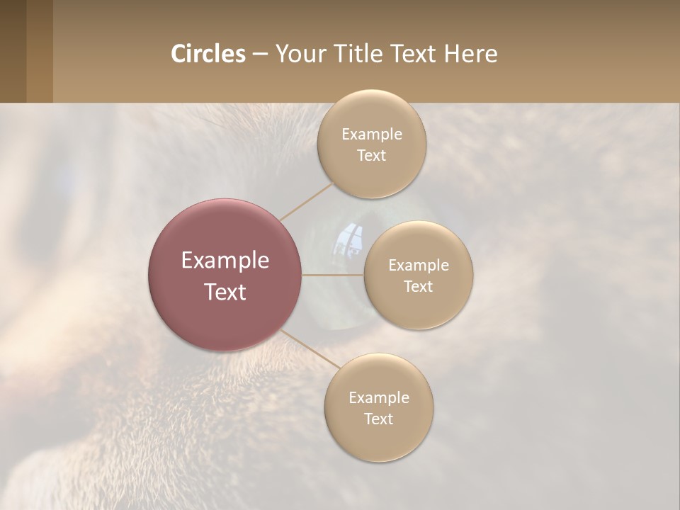 A Close Up Of A Cat's Green Eyes PowerPoint Template