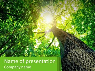A Tree With The Sun Shining Through It PowerPoint Template