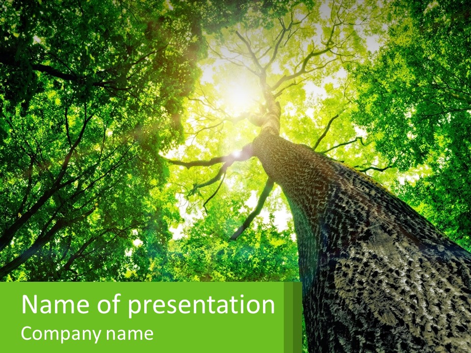 A Tree With The Sun Shining Through It PowerPoint Template
