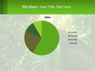 A Tree With The Sun Shining Through It PowerPoint Template