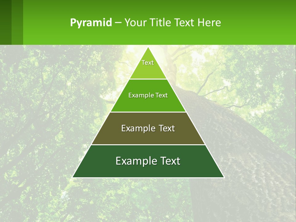A Tree With The Sun Shining Through It PowerPoint Template