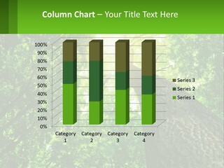 A Tree With The Sun Shining Through It PowerPoint Template