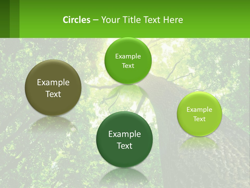 A Tree With The Sun Shining Through It PowerPoint Template