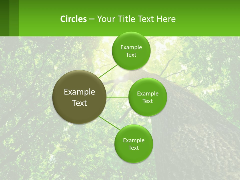 A Tree With The Sun Shining Through It PowerPoint Template