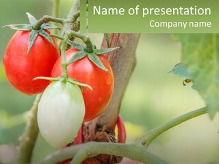 A Group Of Tomatoes Growing On A Tree PowerPoint Template