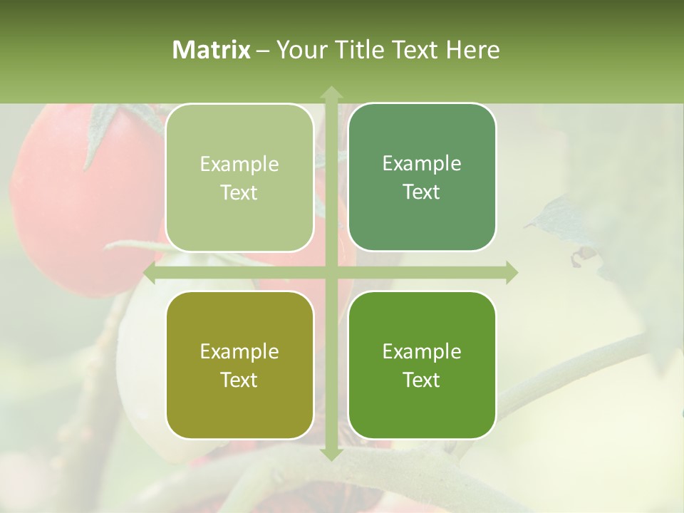 A Group Of Tomatoes Growing On A Tree PowerPoint Template