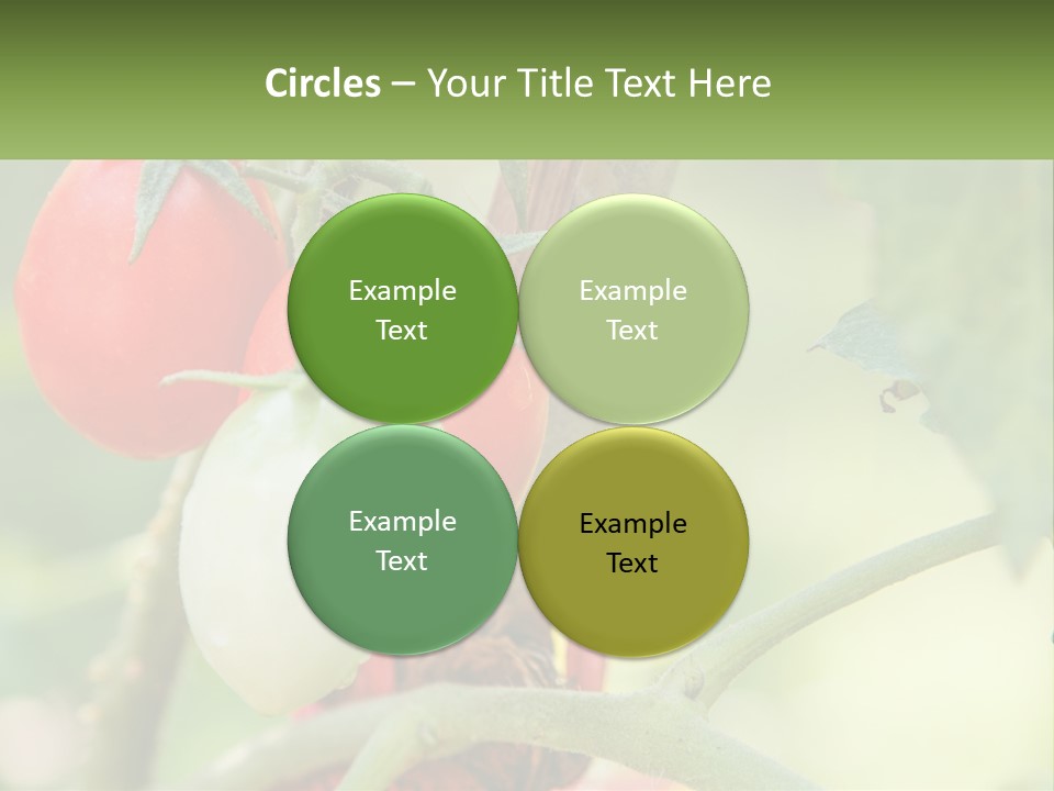 A Group Of Tomatoes Growing On A Tree PowerPoint Template