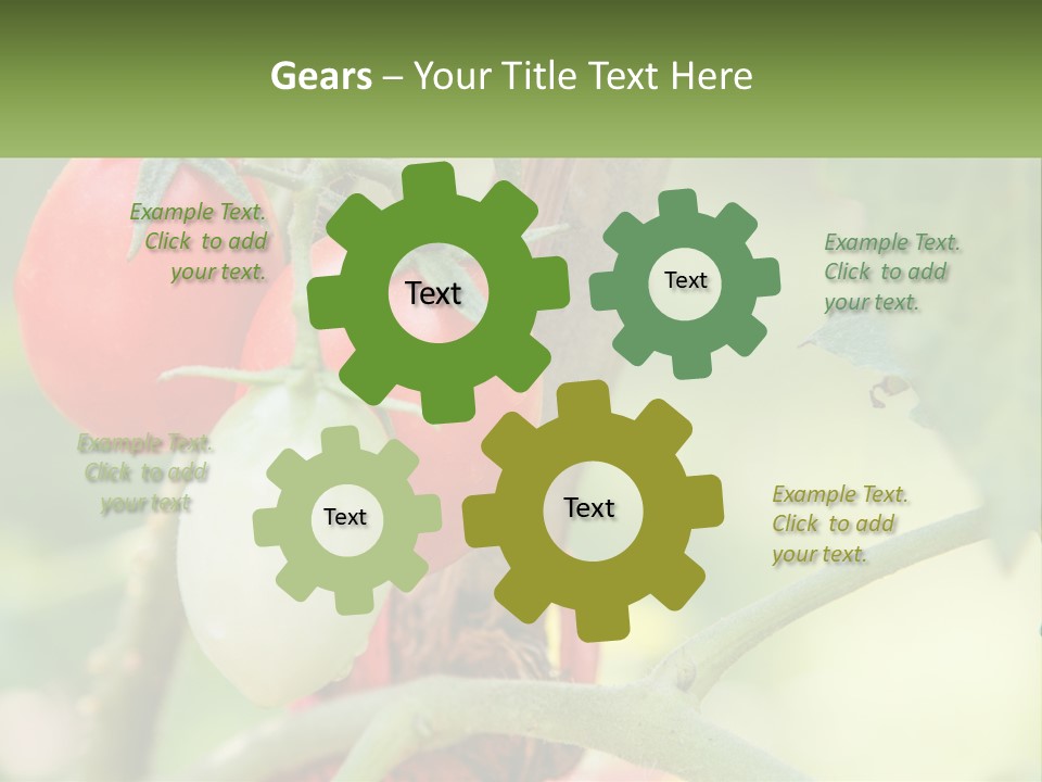 A Group Of Tomatoes Growing On A Tree PowerPoint Template
