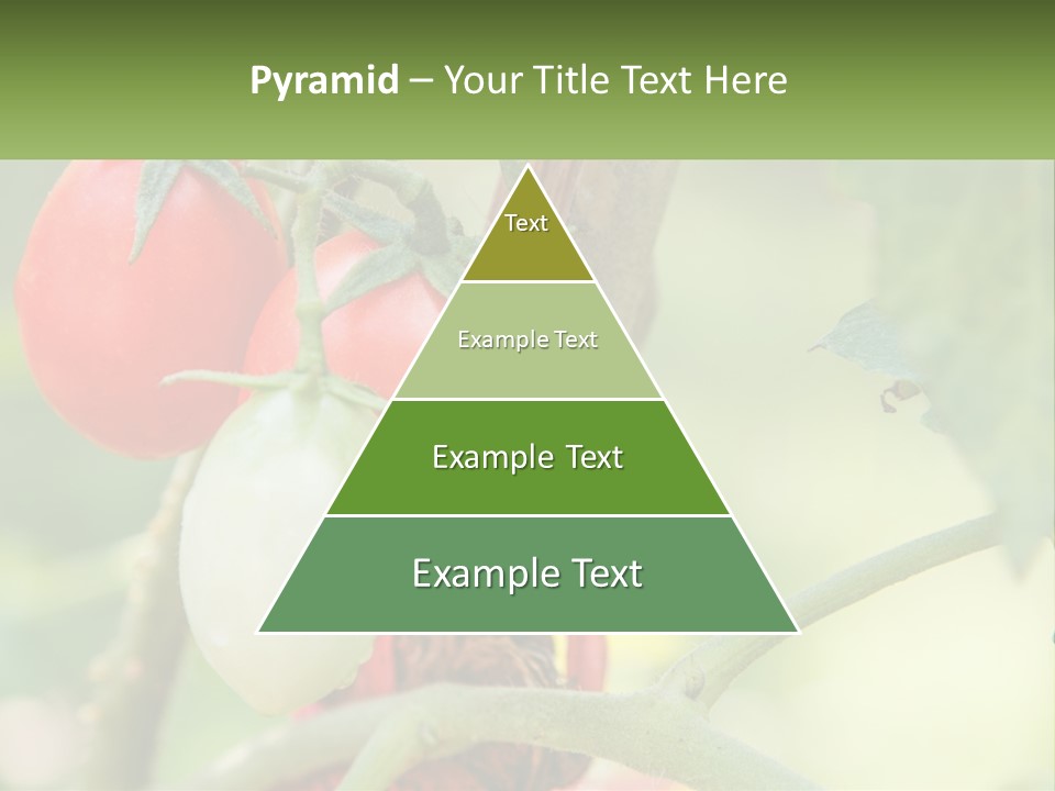 A Group Of Tomatoes Growing On A Tree PowerPoint Template