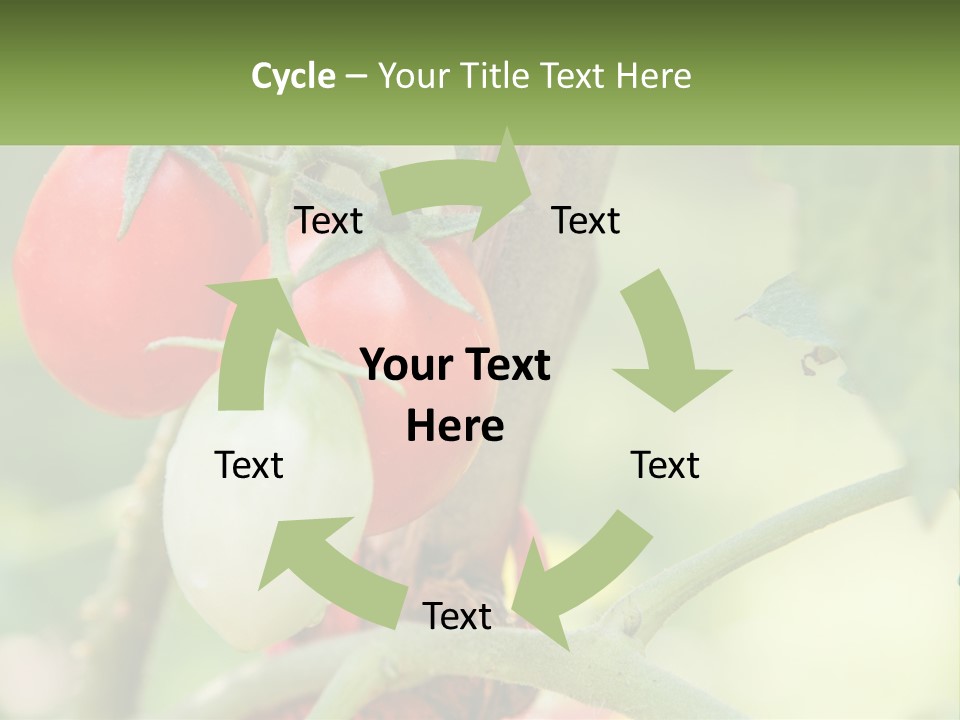 A Group Of Tomatoes Growing On A Tree PowerPoint Template