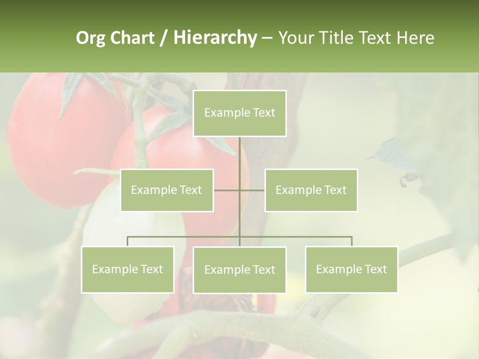 A Group Of Tomatoes Growing On A Tree PowerPoint Template