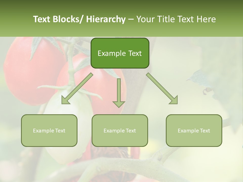 A Group Of Tomatoes Growing On A Tree PowerPoint Template