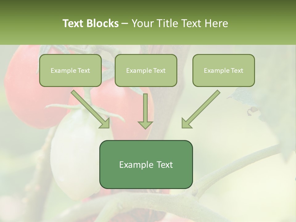A Group Of Tomatoes Growing On A Tree PowerPoint Template