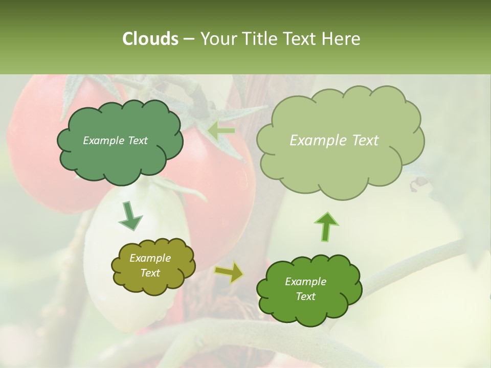 A Group Of Tomatoes Growing On A Tree PowerPoint Template