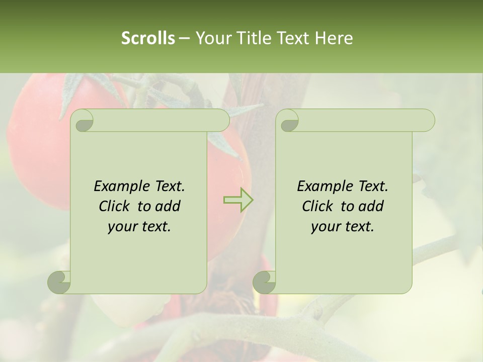 A Group Of Tomatoes Growing On A Tree PowerPoint Template