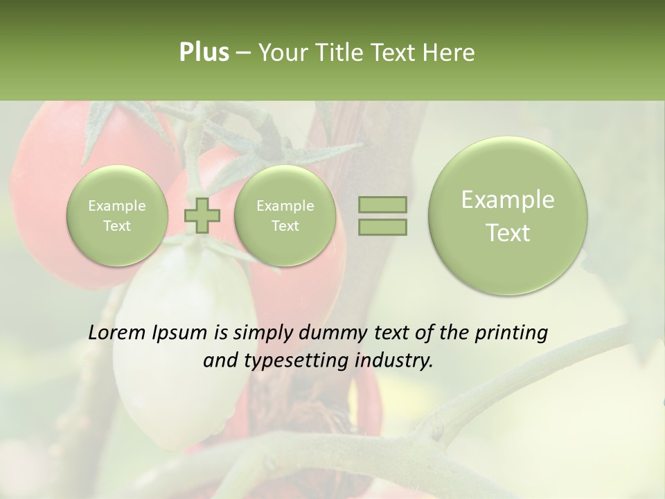 A Group Of Tomatoes Growing On A Tree PowerPoint Template
