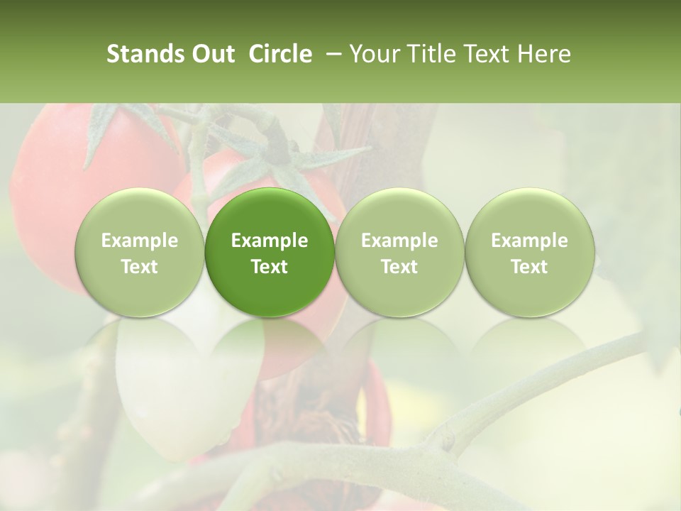 A Group Of Tomatoes Growing On A Tree PowerPoint Template