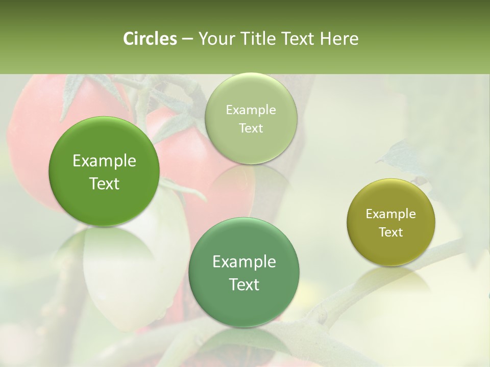 A Group Of Tomatoes Growing On A Tree PowerPoint Template