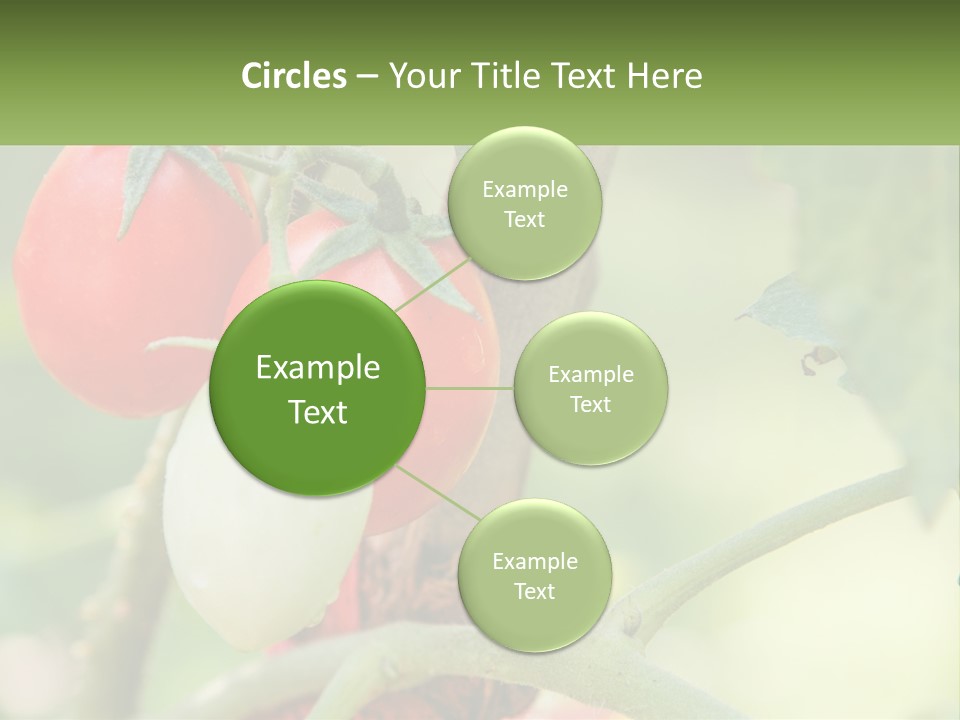 A Group Of Tomatoes Growing On A Tree PowerPoint Template