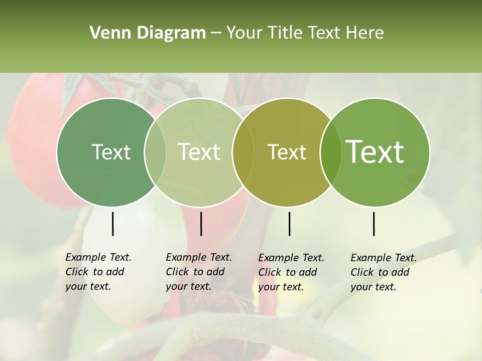 A Group Of Tomatoes Growing On A Tree PowerPoint Template