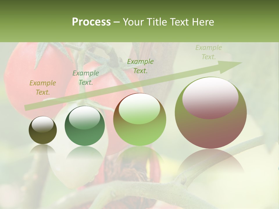 A Group Of Tomatoes Growing On A Tree PowerPoint Template