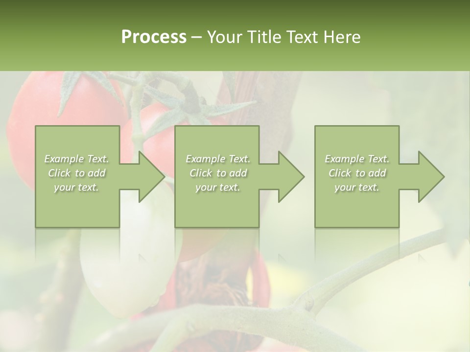 A Group Of Tomatoes Growing On A Tree PowerPoint Template