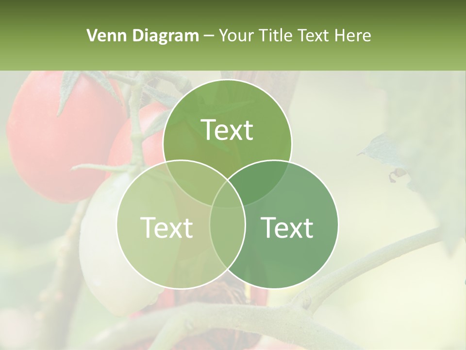 A Group Of Tomatoes Growing On A Tree PowerPoint Template