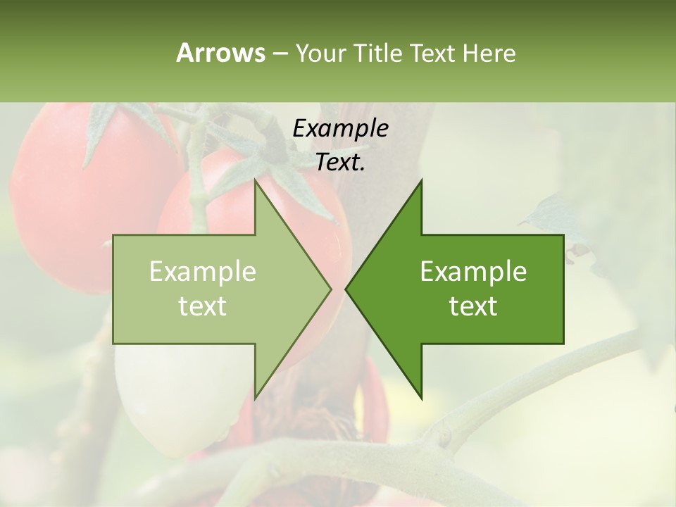 A Group Of Tomatoes Growing On A Tree PowerPoint Template