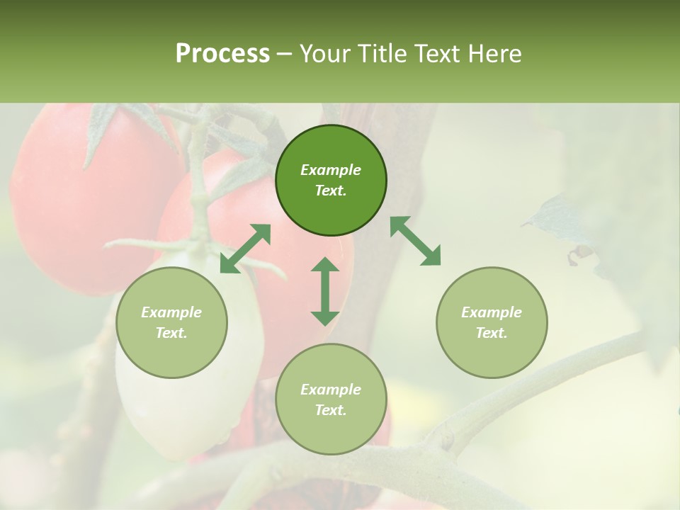 A Group Of Tomatoes Growing On A Tree PowerPoint Template